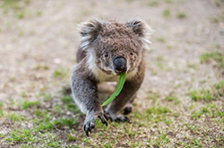 Koala © Tourism Australia