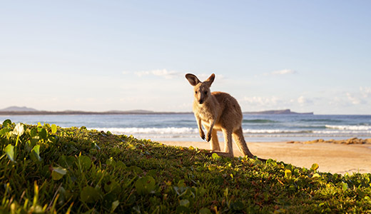 Great Otway National Park, Cape Otway, VIC © Tourism Australia