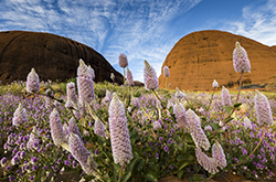Northern Territory © Richard Lanson