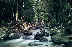 Mt Tamborine Rainforest, Scenic Rim, QLD © Tourism Australia