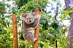 Currumbin, Gold Coast, Queensland © Tourism Australia