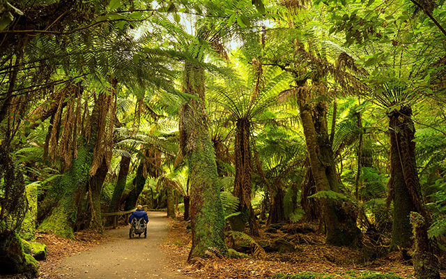 In the setting of Russell Falls, Mount Field National Park in Southern Tasmania, a person in a wheelchair navigates a smooth, sealed path beneath a lush green canopy