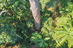 Aerial view of vegetation on K'gari, Fraser Coast, Queensland © Tourism Australia