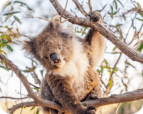 Australian Wildlife Journeys