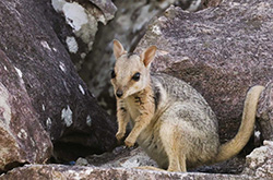 Rock Wallaby © Australian Geographic Travel