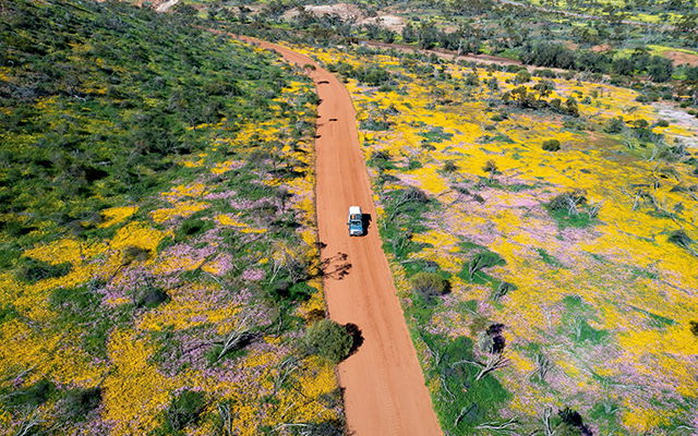 Driving through wildflowers near Esperance, Western Australia © Tourism Australia