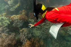 Red Cat Adventures, Great Barrier Reef, QLD © Red Cat Adventures