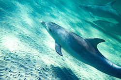 Dolphin © Tourism Australia