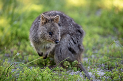 Quokka, Rottnest Island, Western Australia © Tourism Australia