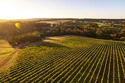 Sunset vines, Margaret River, WA