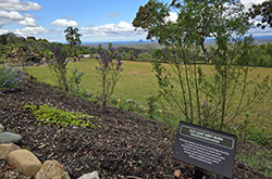 Maleny Botanic Gardens, QLD © Maleny Botanic Gardens