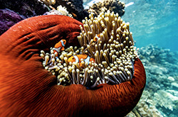 Great Barrier Reef, Cairns, QLD © Tourism Australia