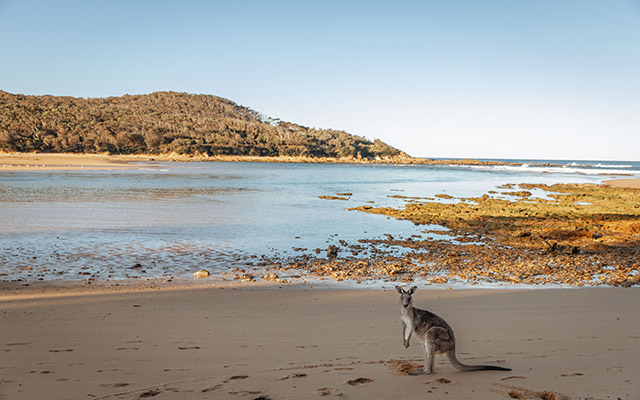 Tanja, Mimosa Rocks National Park, New South Wales© Tourism Australia