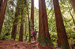 Great Otway National Park, Cape Otway, VIC © Tourism Australia