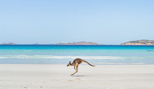 In this serene image of Twilight Beach in Esperance, a solitary kangaroo gracefully hops across the pristine white sand. The azure ocean stretches beyond, merging seamlessly with the cloudless sky, creating a picture-perfect backdrop of tranquil beauty and natural harmony.