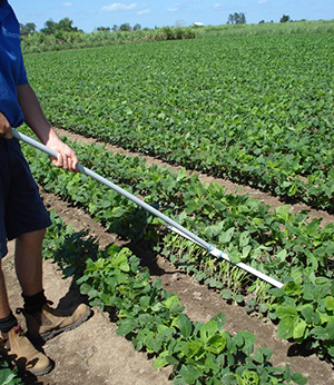 Image of soybean