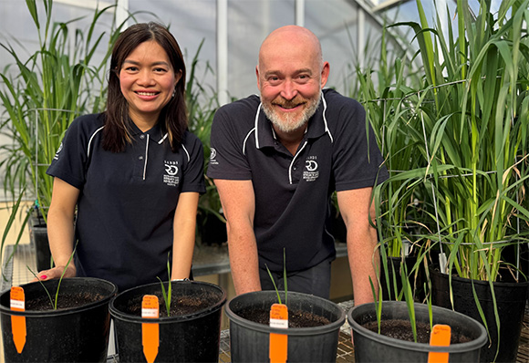 SARDI researchers Dr Hailey Phan (left) and Dr John Harris (right) stand in a greenhouse among oat plants in pots.