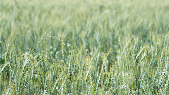 Photo of ryegrass in wheat