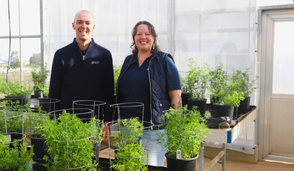 A man and a woman standing in a glass house with green lentil plants in pots in the foreground.
