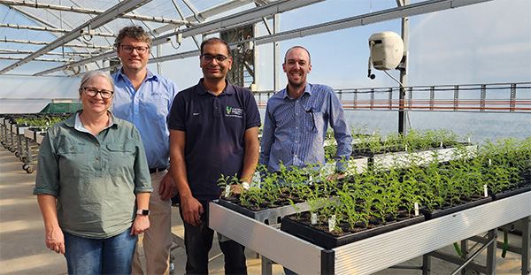 Four people standing in a glass house with chickpea seedlings.