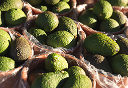 Avocados