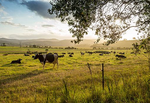 Dairy cows Bega Valley