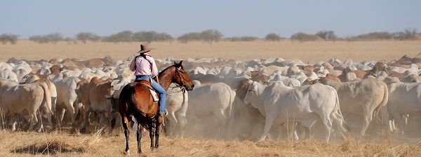 Jillaroo rounding up cattle