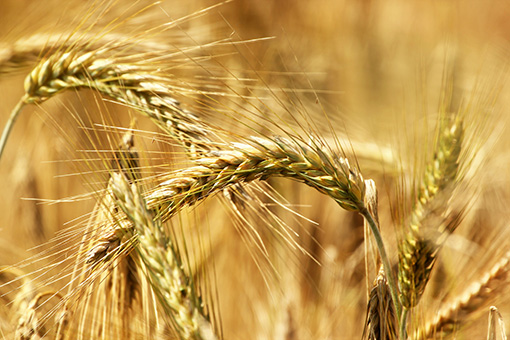 Crop of barley