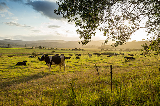 Dairy cows in a paddock