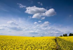 Canola field