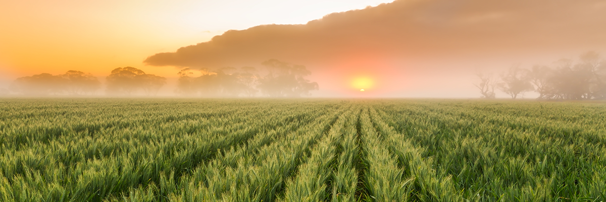 Scenic view of agricultural field against sky during sunset