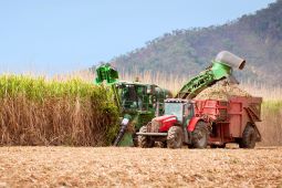 Sugar cane harvesting