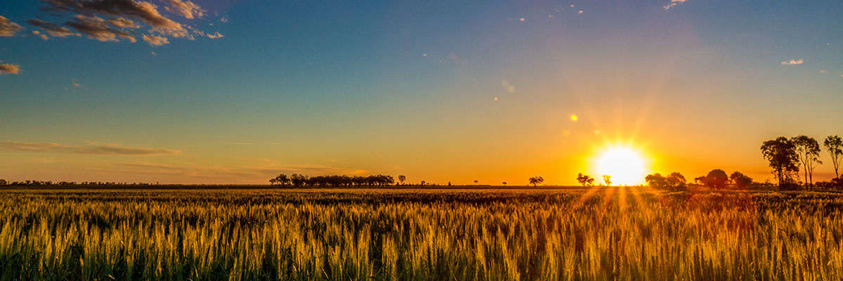 Sunset over an agricultural field