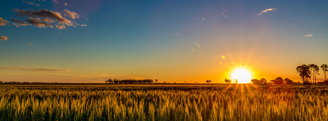 Sunset over agricultural field