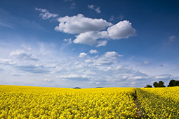 Canola field