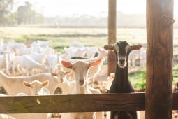 Goats - Meredith Dairy