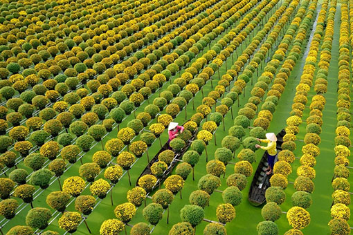 Vietnamese farmers working in agriculture field