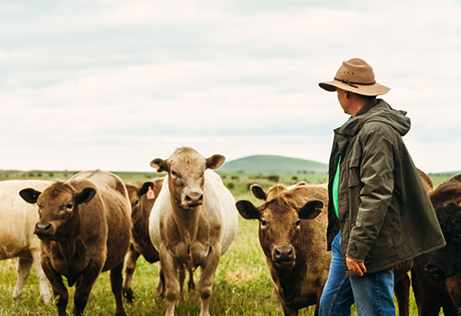 A male farmer feeding cows in country Victoria, Australia