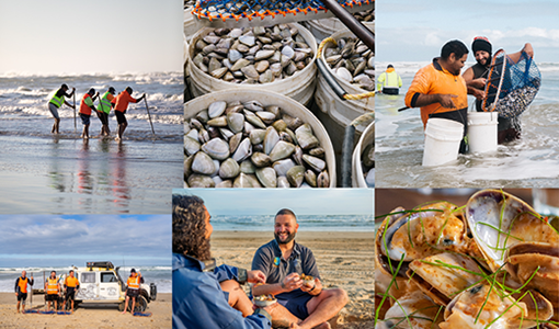 Montage of Goolwa PipiCo's pipis
