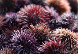 Sea urchins