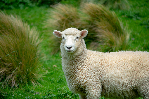 A white sheep in open green paddock