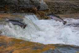 Salmon swimming upstream