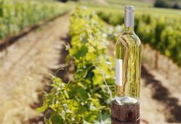 Bottle of white wine in front of vineyard