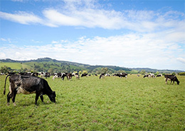 Dairy cows in field