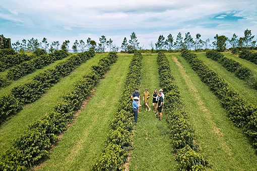 Group of people standing in a coffee plantation