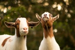 Two brown and white goats