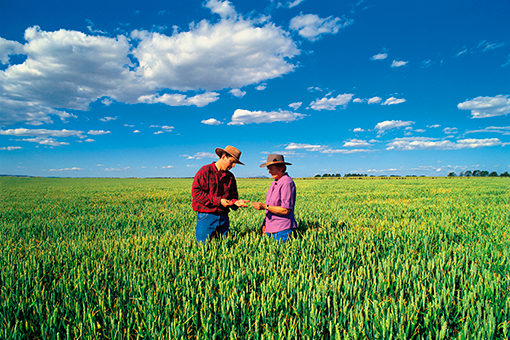 Couple looking at wheat on farm