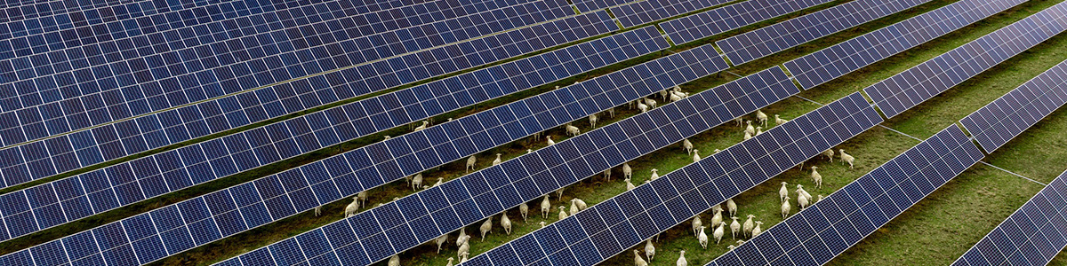 Solar grid in a field with sheep