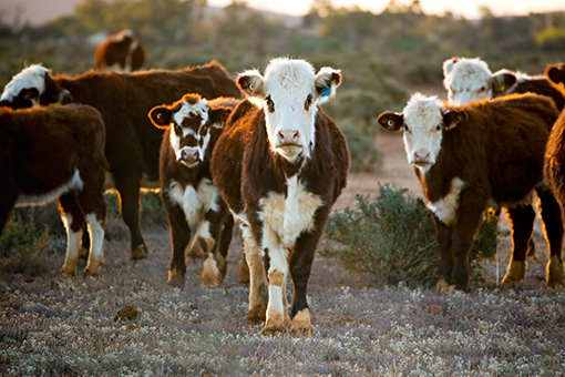 Brown and white cows in outback Australia