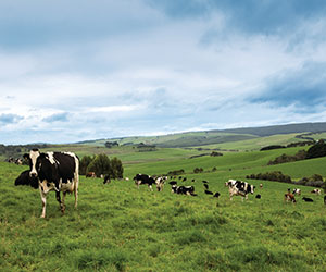 Dairy cows